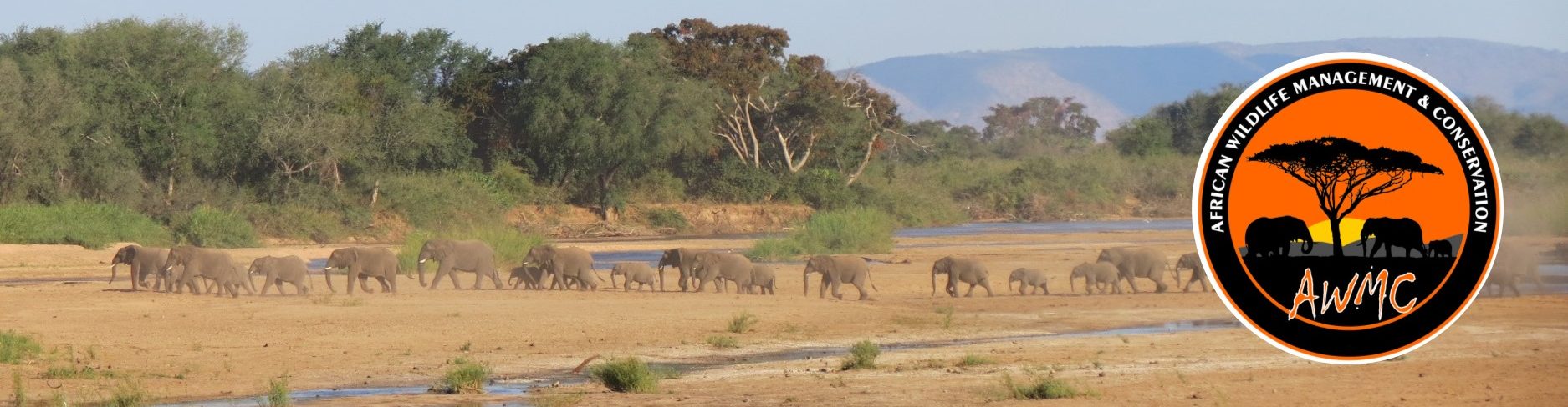 African Wildlife Management & Conservation