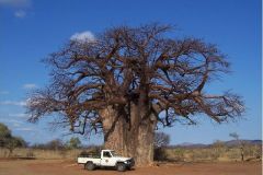 Big-ish_Tree