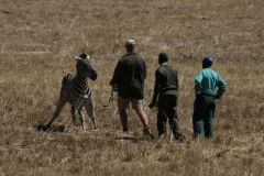 Drugged_Zebra