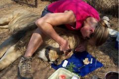 Fixing_Simba