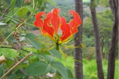 Flame_Lilly