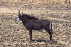 Handsome_Sable