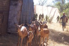 Herding_Impala