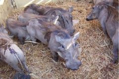 Hogs_Ready_To_Go
