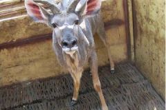 Kudu