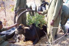 Sable_Treatment