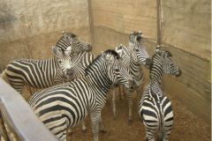 Stripes_Ready_To_Go