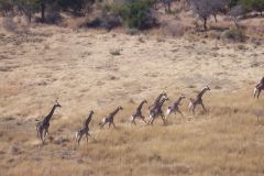 Tower_Of_Giraffe